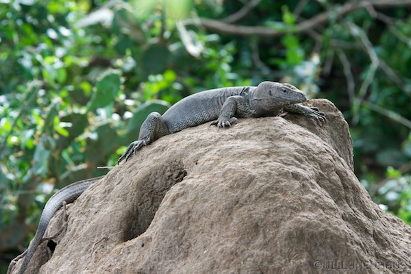 Sri Lanka 12 176