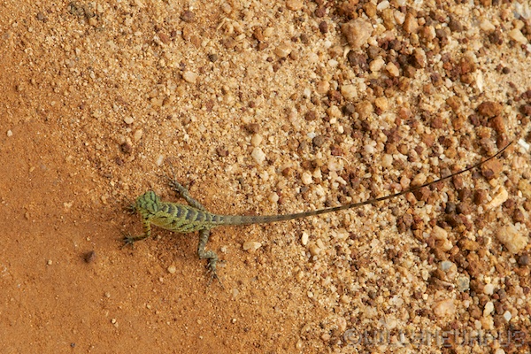 Sri Lanka 12 178