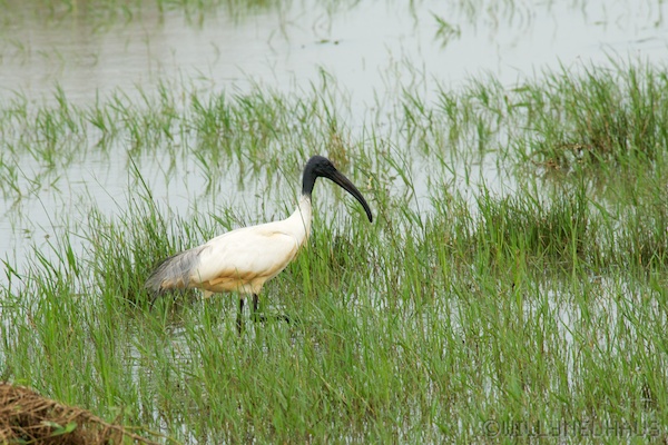 Sri Lanka 12 180