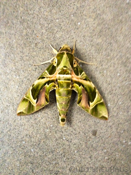 Sri Lanka 12 182