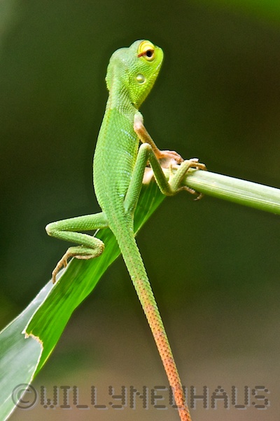Sri Lanka 12 188