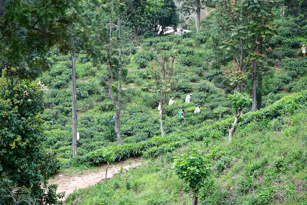 Sri Lanka 12 202