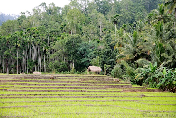 Sri Lanka 12 205