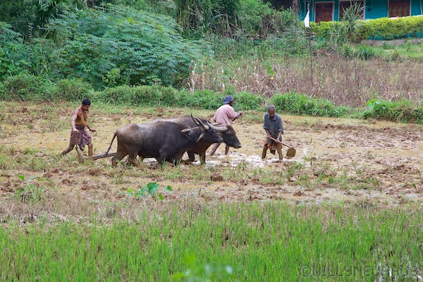 Sri Lanka 12 206