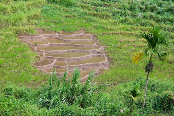 Sri Lanka 12 207