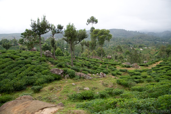 Sri Lanka 12 221