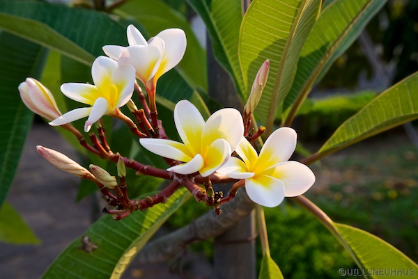 Thailand 13 108